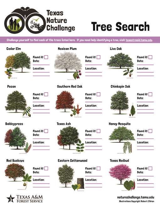 Tree Search